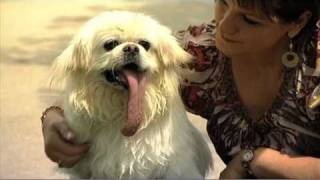 Dog with the Longest Tongue  Guinness World Records [upl. by Placida]