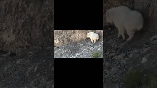 Mtn GOAT down 2 quick shots Killshot hunting huntingvideo [upl. by Amiaj323]