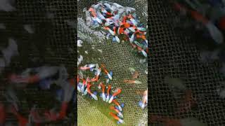 Guppy means happy trending shorts aquarium dumboearguppy youtube youtubeshorts importedfish [upl. by Lienet]