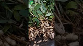 How to Grow Peanuts at Home  Extremely Easy for Beginners garden gardening [upl. by Laohcin]