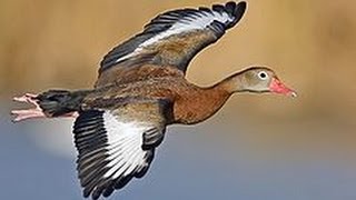 Whistling Black Bellied Ducks [upl. by Waddle121]