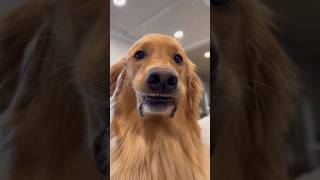 How does my dogs hair get in these places dog goldenretriever [upl. by Ardnekal784]