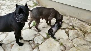 How mother dogs handle disrespectful puppies Part 1 [upl. by Immaj]