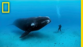 Diving with Whales  Nat Geo Live [upl. by Onig]