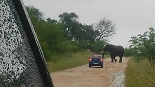 El momento en que un elefante arremete contra un auto de turistas en Sudáfrica BBC MUNDO [upl. by Lathrope348]