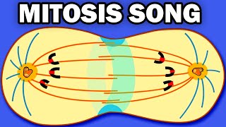 THE MITOSIS SONG [upl. by Annai]