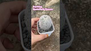 repotting mammillaria mammillariaplumosa [upl. by Danete]