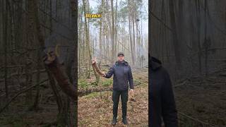 Eine Fackel aus Kienspan selber bauen survival bushcraft outdoors camping [upl. by Flynn]