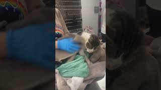 Cat covered in oil gets rescued [upl. by Ridglea]