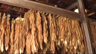 tobacco drying in Weston Burley House Weston Missouri [upl. by Andrey]