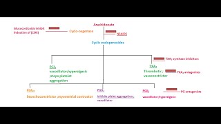 Pharmacology of Prostaglandins leukotrienes eicosanoids [upl. by Melantha]