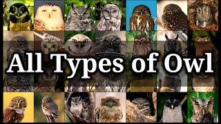 All Types Of Owl In The World ‖ All Species Of Owl On The Earth [upl. by Aicelet886]