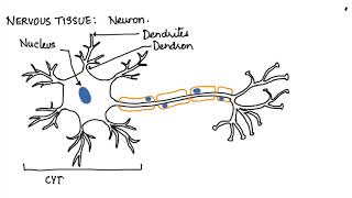 HOW TO DRAW A NEURON ANIMAL TISSUES ICSE 9 [upl. by Biel]