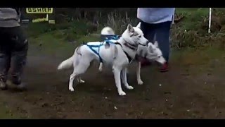 Siberian Husky racing at Kings Forest January 2016 [upl. by Eelarol]