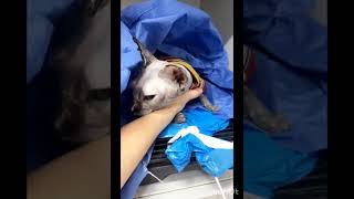 Mickey the cat after surgery Кошка Мики после аперации🐱 [upl. by Allit]