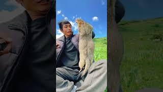 Cute Wild animal bobak marmot or prairie dog eating cookies yummy 5 [upl. by Eissahc]