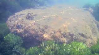 The new living marine ecosystem at the edge of the breakwater P1 [upl. by Gebhardt]