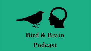 EP 3 Bird and Brain Podcast  things that happened [upl. by Begga]