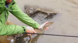 Tenkara  landing fish long line large fish [upl. by Japheth11]