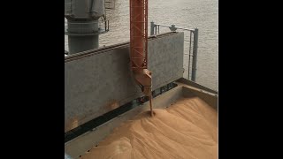 NEUERO Ship Loader  Grain  Live Video showing grain ship loading [upl. by Ardnohsed]