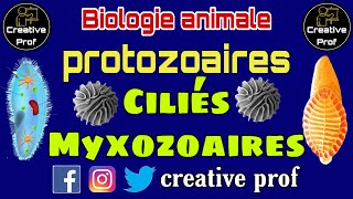 Biologie Animale  protozoaires les ciliés et les myxozoaires darija [upl. by Fuller]