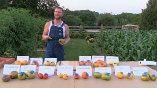 Tomato Tasting Bicolor Yellow Orange Green White Slicing Varieties August 2021 [upl. by Anohs]