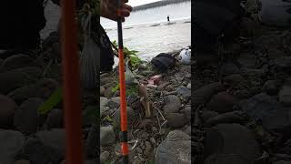 Fish Indonesia pemancing viral [upl. by Nnayr]