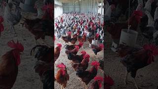 Very beautiful chicken amp chicken house design beautiful chicken house design [upl. by Nelli]