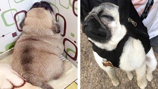 Funniest and Cutest Pug Dog Videos Compilation 2020  Cutest Puppy 12 [upl. by Eilrebma]