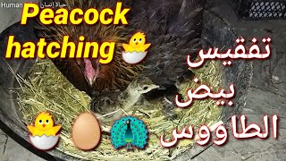 🔴بسم الله تفقيس بيض الطاووس 🐣 Peacock hatching eggs [upl. by Pitzer]