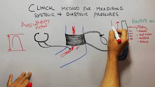 CVS physiology 71How to measure blood pressure by auscultatory methodsystolic amp diastolic pressure [upl. by Amat]