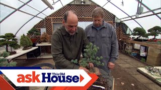 How to Create Bonsai from Regular Trees  Ask This Old House [upl. by Roanna]