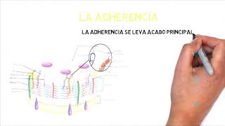 Composición de la pared de Streptococcus pyogenes y factores de virulencia [upl. by Lletnuahs]