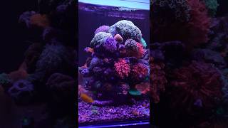 The Amount of Coralline Algae in This Tank is Insane [upl. by Audrit883]