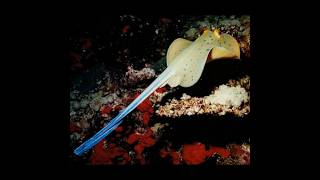 Bluespotted Ribbontail Ray Fish Photography shorts photography tricks trend fish wildlife [upl. by Eriam]