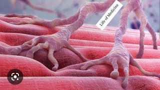 Neuromuscular Junction Animation All 7 steps of muscle contraction in 1 minute Full explanation [upl. by Lonne898]