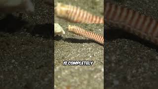 Why Are Bobbit Worms So Dangerous [upl. by Clynes]