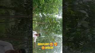 mahogany plants African suteniya mahogany agriculturalsystem 🥰7983713115🥰🥰🥰🎉 [upl. by Caressa]