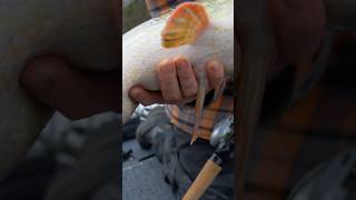 Big ColdWaterPike 🥶 fish shorts pikefishing [upl. by Jasen]