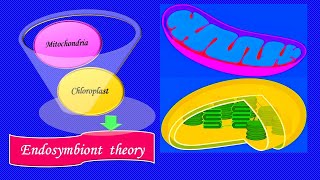 Endosymbiont theory [upl. by Eikciv810]