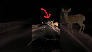 Nights car ride 🦌 deer shorts car nightride nightrautomobile [upl. by Snyder999]