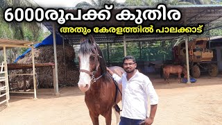 6000രൂപമുതൽ കുതിര പാലക്കാട്‌ വില്പനക്ക് horse for sale from 6000rs [upl. by Animehliw]