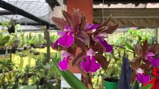 Cattleya guttata Cattleya bicolor e tour no orquidário [upl. by Jeannie]