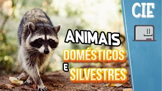 Quem são os animais domésticos e silvestres [upl. by Laughlin]