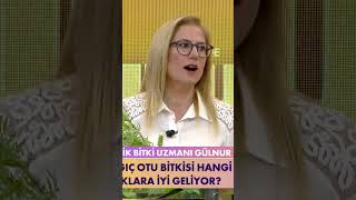 teve2de Bunu da Konuşalım  quotKırlangıç Otu Bitkisi Göz Hastalıklarına İyi Gelirquot shorts [upl. by Hetti]