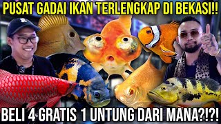 PUSAT GADAI IKAN TERLENGKAP DI BEKASI BELI 4 GRATIS 1 UNTUNG DARI MANA GARAGE AQUATIC [upl. by Akilaz]