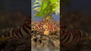 Sulawesi Tigris Shrimp [upl. by Riek]