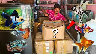 Unboxing New Fishes🐠 கடைக்கு புது மீன்கள் வாங்கியாச்சு🐟 [upl. by Jamesy324]