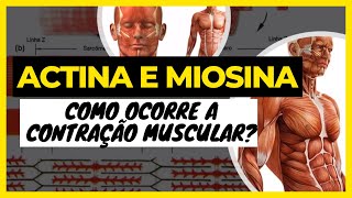 Actina e miosina Como ocorre a contração muscular Fisiologia da Contração Muscular [upl. by Nikos476]