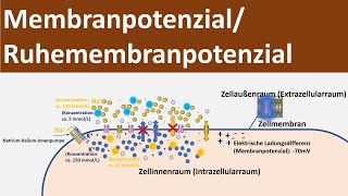 Membranpotential  Ruhepotential  Ruhemembranpotential Biologie Neurobiologie Oberstufe [upl. by Nueovas]